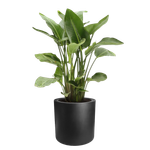 pure cilinder wheels 40 black